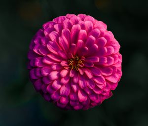 Preview wallpaper dahlia, flower, macro, blur, pink