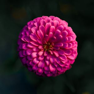 Preview wallpaper dahlia, flower, macro, blur, pink