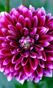 Preview wallpaper dahlia, flower, petals, blur, purple