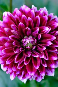 Preview wallpaper dahlia, flower, petals, blur, purple