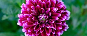 Preview wallpaper dahlia, flower, petals, blur, purple