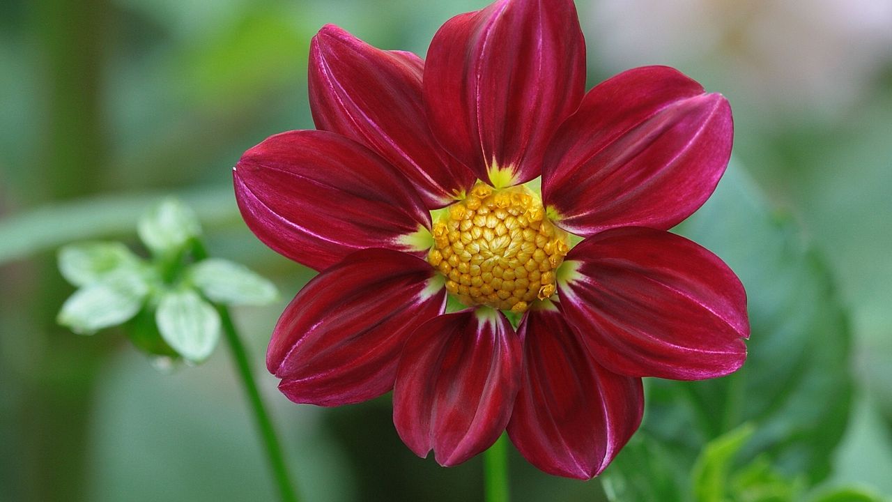 Wallpaper dahlia, flower, petals, buds