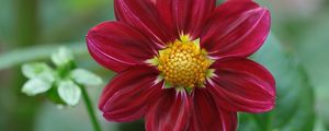 Preview wallpaper dahlia, flower, petals, buds