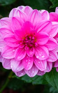 Preview wallpaper dahlia, flower, petals, macro, pink, drops, rain