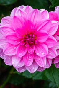 Preview wallpaper dahlia, flower, petals, macro, pink, drops, rain