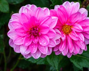 Preview wallpaper dahlia, flower, petals, macro, pink, drops, rain