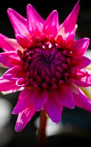 Preview wallpaper dahlia, flower, petals, macro, pink, bud