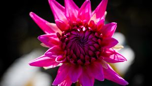 Preview wallpaper dahlia, flower, petals, macro, pink, bud