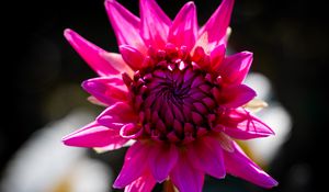 Preview wallpaper dahlia, flower, petals, macro, pink, bud