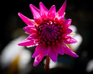 Preview wallpaper dahlia, flower, petals, macro, pink, bud