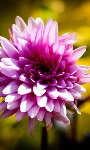 Preview wallpaper dahlia, flower, petals, pink, macro, shadows