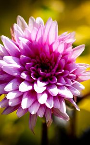 Preview wallpaper dahlia, flower, petals, pink, macro, shadows