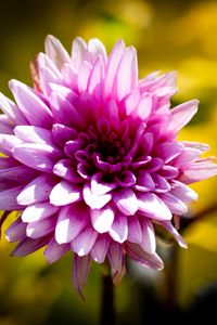 Preview wallpaper dahlia, flower, petals, pink, macro, shadows