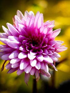 Preview wallpaper dahlia, flower, petals, pink, macro, shadows