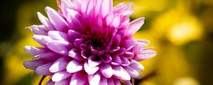 Preview wallpaper dahlia, flower, petals, pink, macro, shadows