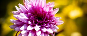 Preview wallpaper dahlia, flower, petals, pink, macro, shadows