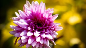 Preview wallpaper dahlia, flower, petals, pink, macro, shadows