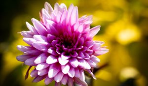 Preview wallpaper dahlia, flower, petals, pink, macro, shadows