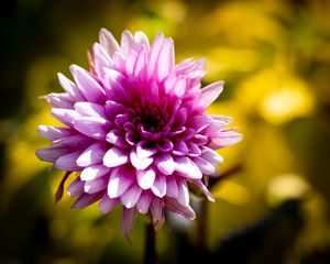 Preview wallpaper dahlia, flower, petals, pink, macro, shadows