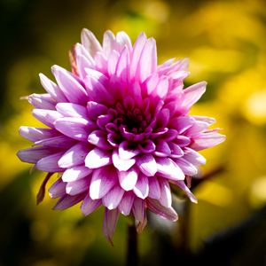 Preview wallpaper dahlia, flower, petals, pink, macro, shadows