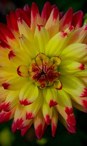 Preview wallpaper dahlia, flower, petals, macro, yellow