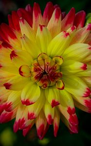 Preview wallpaper dahlia, flower, petals, macro, yellow
