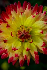 Preview wallpaper dahlia, flower, petals, macro, yellow