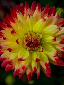 Preview wallpaper dahlia, flower, petals, macro, yellow
