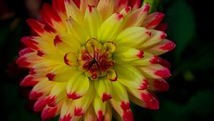 Preview wallpaper dahlia, flower, petals, macro, yellow