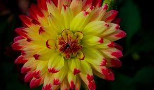 Preview wallpaper dahlia, flower, petals, macro, yellow