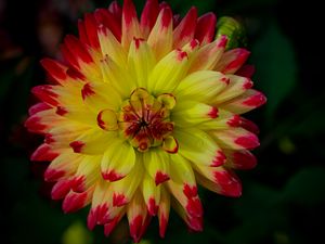 Preview wallpaper dahlia, flower, petals, macro, yellow