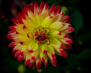 Preview wallpaper dahlia, flower, petals, macro, yellow