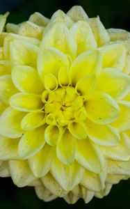 Preview wallpaper dahlia, flower, petals, drops, yellow, macro