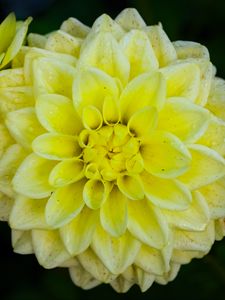 Preview wallpaper dahlia, flower, petals, drops, yellow, macro