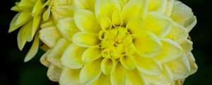 Preview wallpaper dahlia, flower, petals, drops, yellow, macro