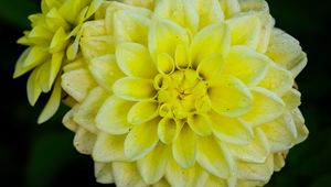 Preview wallpaper dahlia, flower, petals, drops, yellow, macro