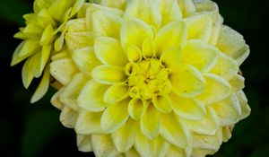 Preview wallpaper dahlia, flower, petals, drops, yellow, macro