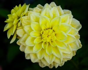 Preview wallpaper dahlia, flower, petals, drops, yellow, macro