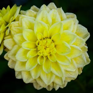 Preview wallpaper dahlia, flower, petals, drops, yellow, macro