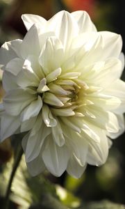 Preview wallpaper dahlia, flower, petals, macro, white, shadows