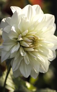 Preview wallpaper dahlia, flower, petals, macro, white, shadows