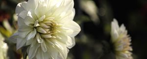 Preview wallpaper dahlia, flower, petals, macro, white, shadows