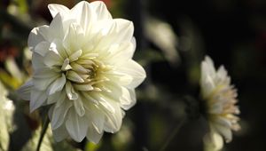 Preview wallpaper dahlia, flower, petals, macro, white, shadows