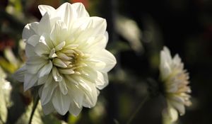 Preview wallpaper dahlia, flower, petals, macro, white, shadows