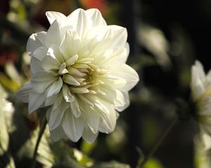 Preview wallpaper dahlia, flower, petals, macro, white, shadows