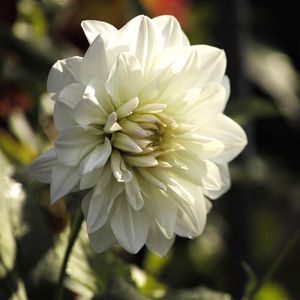 Preview wallpaper dahlia, flower, petals, macro, white, shadows