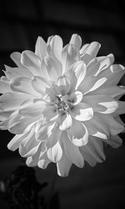 Preview wallpaper dahlia, flower, petals, macro, white, black and white