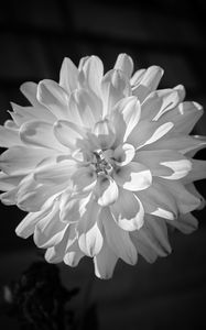 Preview wallpaper dahlia, flower, petals, macro, white, black and white