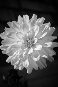 Preview wallpaper dahlia, flower, petals, macro, white, black and white