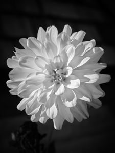 Preview wallpaper dahlia, flower, petals, macro, white, black and white